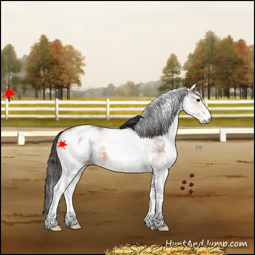Horse Color:White Spotted Bay 