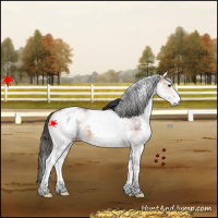 Horse Color:White Spotted Bay 