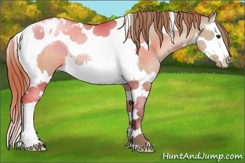 Horse Color:Grullo Pearl Splash Tobiano Appaloosa Rabicano 