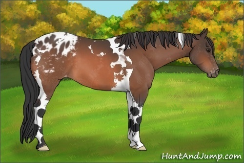 Horse Color:Brown Tobiano Blanket