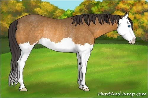Horse Color:Buckskin Sabino Splash Rabicano