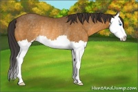 Horse Color:Buckskin Sabino Splash Rabicano