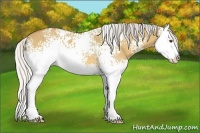 Horse Color:White Spotted Silver Buckskin Dun Splash 