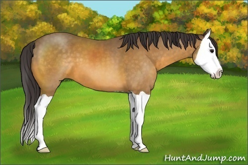 Horse Color:Buckskin Splash