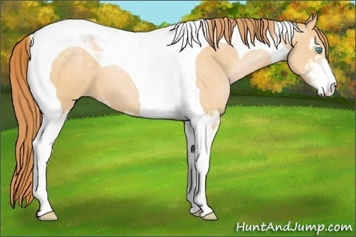 Horse Color:Buckskin Pearl Sabino Tobiano