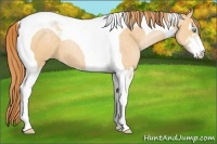 Horse Color:Buckskin Pearl Sabino Tobiano 