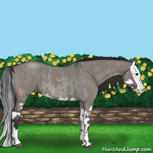 Horse Color:Grullo Roan Sabino Splash  and Grullo Roan Sabino Splash Rabicano 