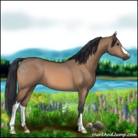 Horse Color:Brown Dun 