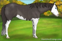Horse Color:Smoky Blue Roan Splash 