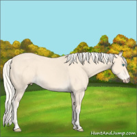 Horse Color:Cremello 