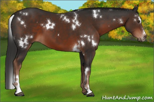 Horse Color:White Spotted Liver Chestnut Sabino