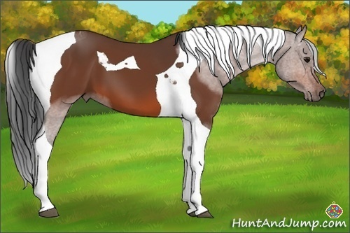 Horse Color:Bay Tobiano 
