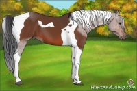 Horse Color:Bay Tobiano 