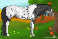 Horse Color:Black Sabino Tobiano Near Leopard Rabicano