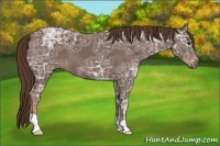 Horse Color:Liver Chestnut Ice 