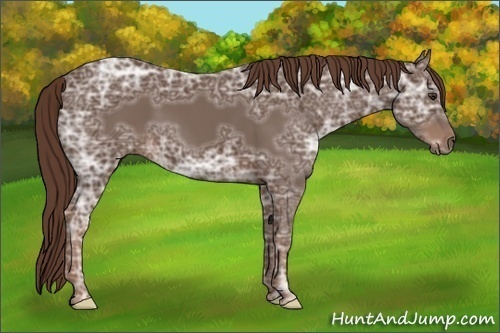 Horse Color:Liver Chestnut Ice
