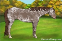 Horse Color:Liver Chestnut Ice 