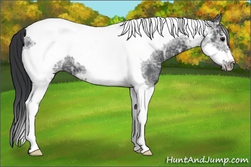Horse Color:Black Ice Tobiano Frame 