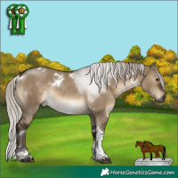 Horse Color:Gray White Spotted Silver Brown Dun Tobiano 