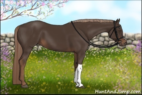 Horse Color:Liver Chestnut 