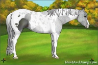 Horse Color:Black Tobiano 