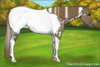 Horse Color:White Spotted Smoky Grullo Tobiano Near Fewspot