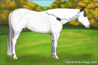 Horse Color:Smoky Black Splash Tobiano Appaloosa 