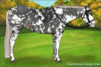 Horse Color:Liver Chestnut Sabino