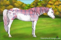 Horse Color:Watercolor Plaid  Liver Red Onyx Splash Appaloosa 