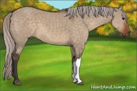 Horse Color:Silver Brown Dun 