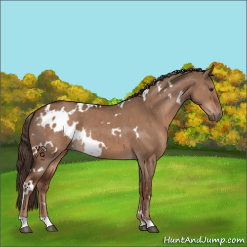 Horse Color:White Spotted Liver Red Dun