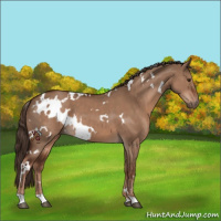 Horse Color:White Spotted Liver Red Dun 