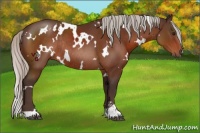 Horse Color:White Spotted Silver Bay Sabino Rabicano