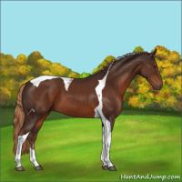 Horse Color:Liver Chestnut Sabino Tobiano 