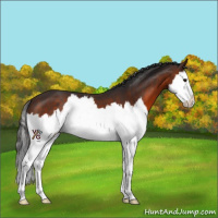 Horse Color:Brown Sabino Splash
