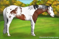 Horse Color:White Spotted Brown Splash Tobiano Rabicano