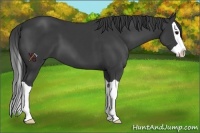 Horse Color:Black Splash 