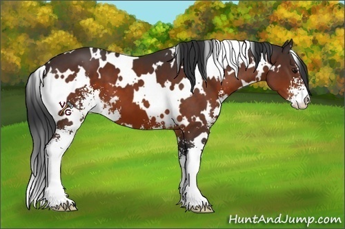 Horse Color:White Spotted Brown Sabino 