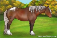 Horse Color:Silver Brown Sabino Varnish