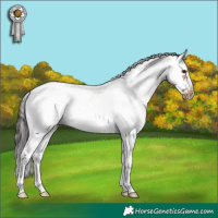 Horse Color:Bay Sabino Frame Rabicano