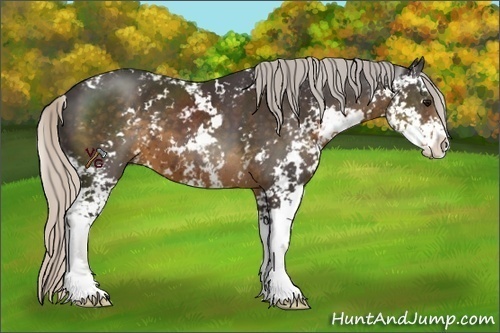 Horse Color:Silver Smoky Black Sabino 
