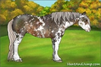 Horse Color:Silver Smoky Black Sabino 