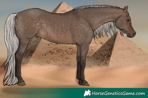 Horse Color:Silver Brown Dun 