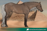 Horse Color:Silver Brown Dun 