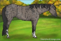 Horse Color:Black  and Grullo 