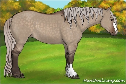 Horse Color:Silver Brown Dun