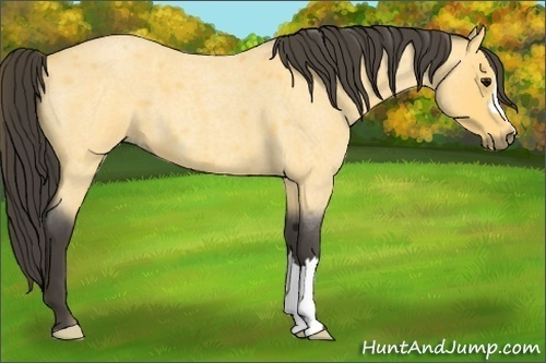 Horse Color:Buckskin Roan 