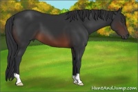 Horse Color:Brown 