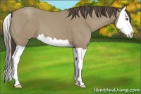 Horse Color:Classic Cream Champagne Splash