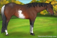 Horse Color:White Spotted Bay 
